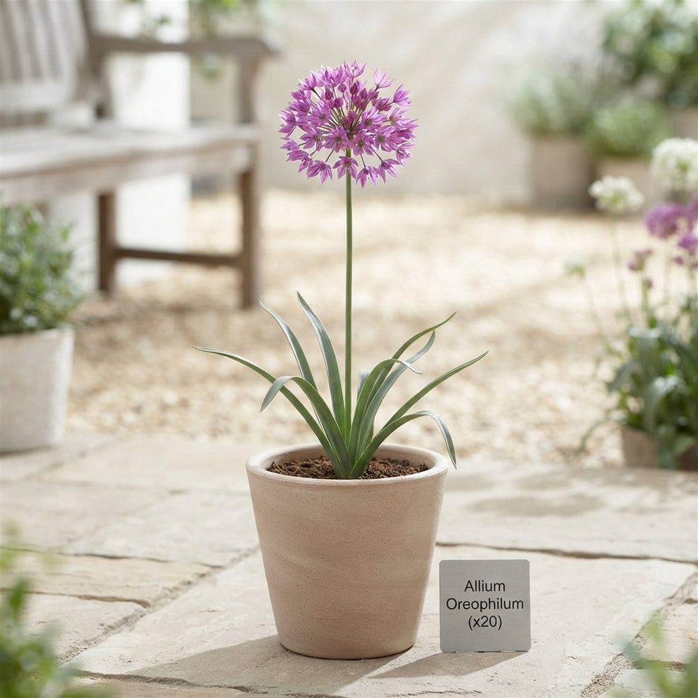 Allium oreophilum Flower Bulbs – Mixed Colours, Pack of 20