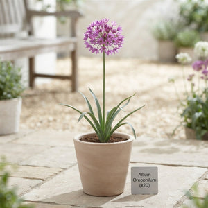 Allium oreophilum Flower Bulbs – Mixed Colours, Pack of 20