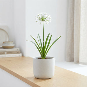 Allium neapolitanum Flower Bulbs – Mixed Colour