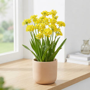 Allium moly Flower Bulbs – Mixed Colour, 20 Bulbs