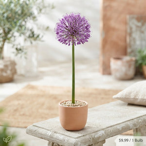 Mixed Allium Flower Bulbs (5 Bulbs) – 12/14