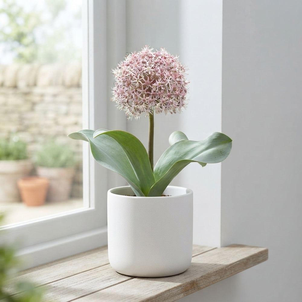 Allium karataviense Ornamental Onion Bulbs – Pack of 5