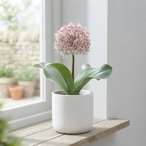 Allium karataviense Ornamental Onion Bulbs – Pack of 5