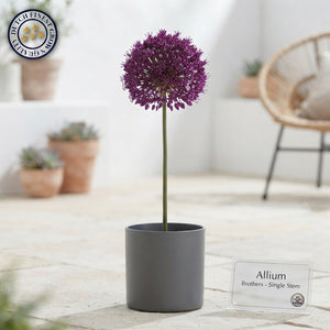 Allium ‘Brothers’ Flower Bulbs – Mixed Colours, 5 Bulbs
