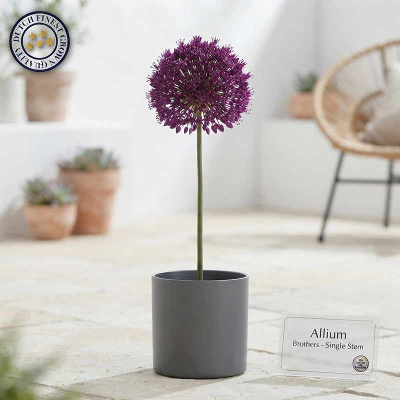 Allium ‘Brothers’ Flower Bulbs – Mixed Colours, 5 Bulbs