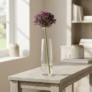 Allium Atropurpureum Flower Bulbs – Pack of 5