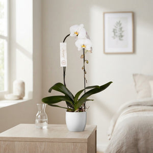 White Phalaenopsis Orchid – 15cm Pot, 80cm Tall