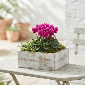 Outdoor Plant Arrangement in Whitewashed Wooden Box – 39cm