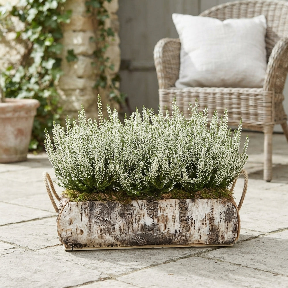 Outdoor Birch Arrangement in Rectangular Wooden Trough – 36cm