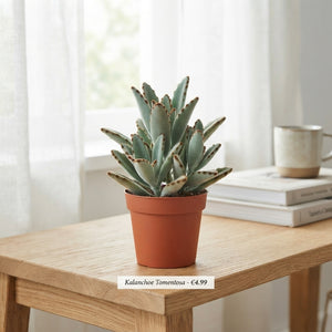 Panda Plant (Kalanchoe tomentosa) – 5.5cm Pot
