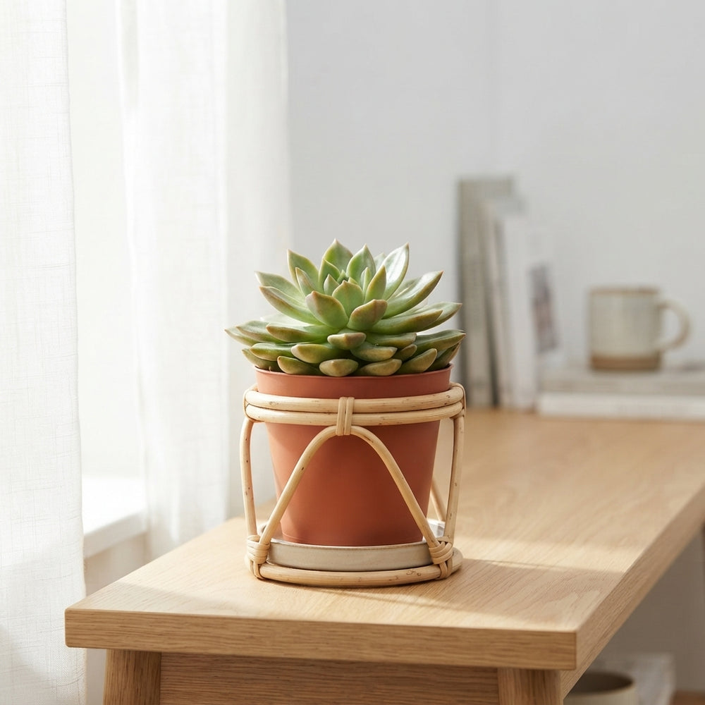 Mixed Succulent Plant Collection – 12cm Pot