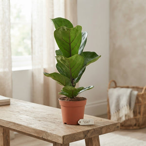 Fiddle Leaf Fig ‘Bambino’ (Ficus lyrata) – 12cm Pot