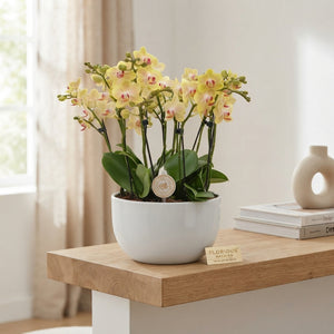 White Phalaenopsis Orchid – 25cm Pot, 45cm Tall