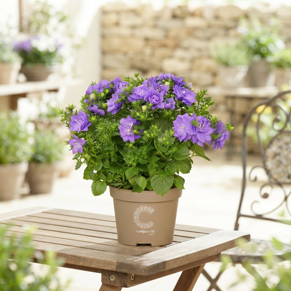 Mixed Campanula Garden Plant – 11cm Pot