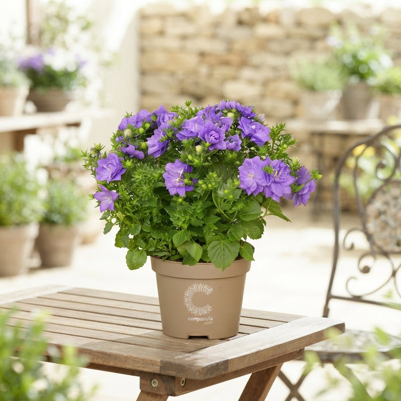 Mixed Campanula Garden Plant – 11cm Pot