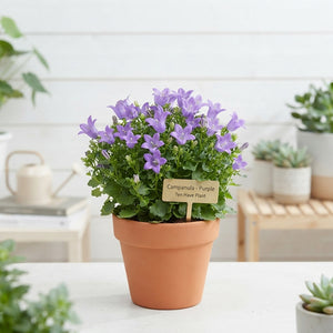 Mixed Campanula Garden Plant – 11cm Pot