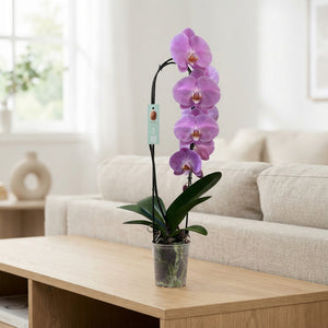 Pink Phalaenopsis Orchid – 12cm Pot, 60cm Height