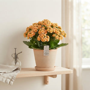 Orange Double Kalanchoe – 15cm Pot
