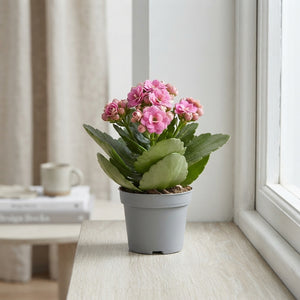 Pink Double Kalanchoe – 6cm Pot
