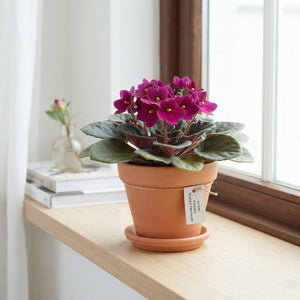 Mixed African Violet (Saintpaulia) – 12cm Pot