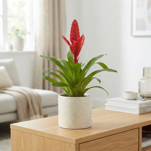 Vriesea Intenso Flame Bromeliad – 12cm Pot