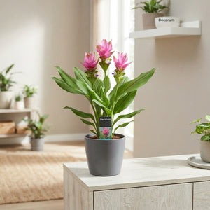 Curcuma Siam Supreme – 19cm Pot, Approx. 80cm Tall