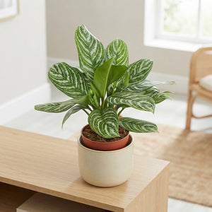 Aglaonema ‘Stripes’ – 24cm Pot, 80cm High