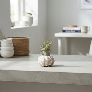 Tillandsia Air Plant ‘Spoetnik’ Shell Arrangement