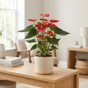 Mixed Anthurium Houseplant – 17cm Pot, 55cm High