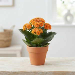 Orange Double Kalanchoe – 6cm Pot