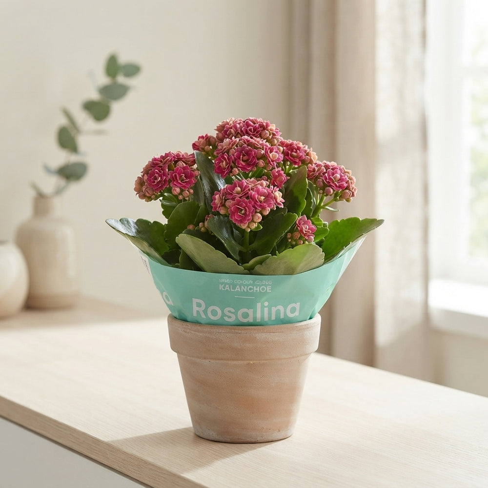 Mini Double Kalanchoe – 6cm Pot