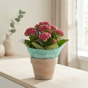 Mini Double Kalanchoe – 6cm Pot
