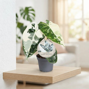 Alocasia Frydek Variegata – 6cm Pot