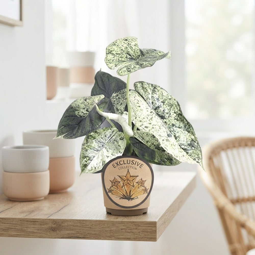 Alocasia Nebula ‘Dragon Mint’ – 11cm Pot