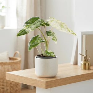Alocasia ‘Batik’ – 6cm Pot, Approx. 20cm High