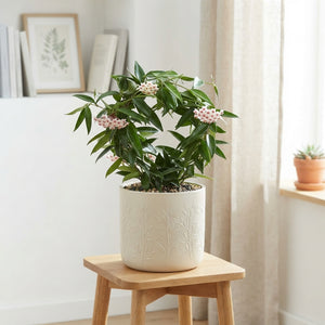 Hoya bella Flowering Wax Plant – 12cm Pot