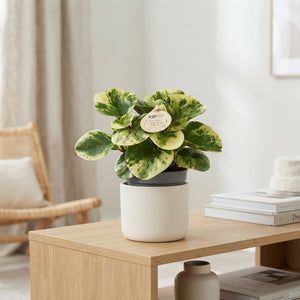 Green and Gold Baby Rubber Plant (Peperomia obtusifolia) – 12cm Pot
