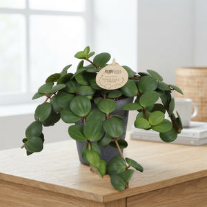 Peperomia ‘Pecunii’ – 12cm Pot, 25cm High