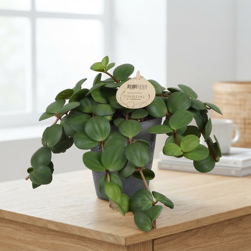 Peperomia ‘Pecunii’ – 12cm Pot, 25cm High