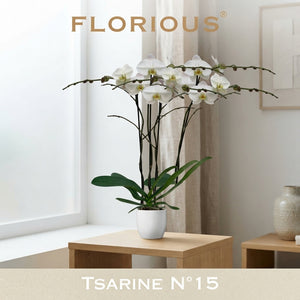 White Phalaenopsis Orchid – 3 Stem, 15cm Pot