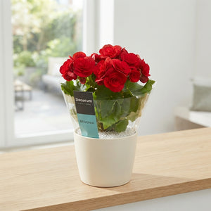 Mixed Double-Flowered Begonia (Begonia Elatior Group) – 13cm Pot