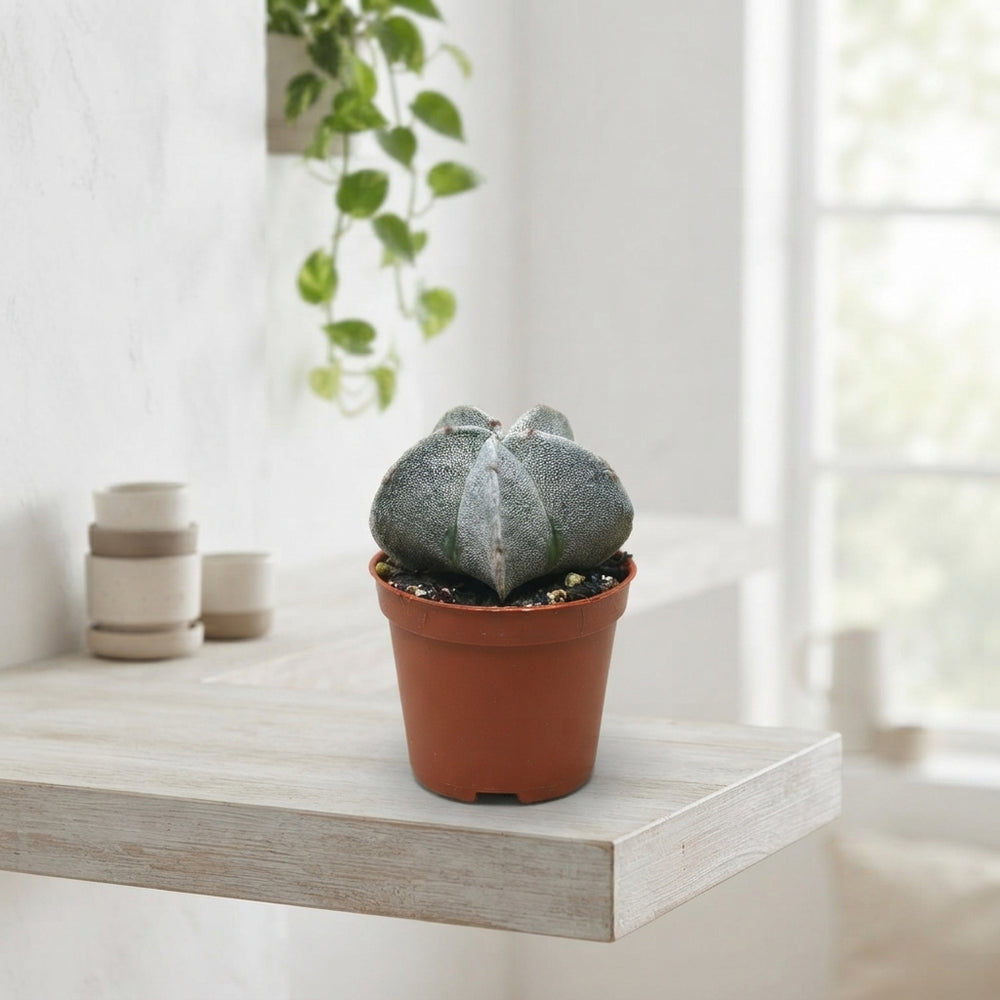 Astrophytum myriostigma Cactus – 5.5cm Pot