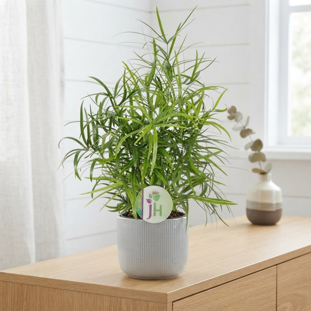 Asparagus Falcatus Fern – 12cm Pot