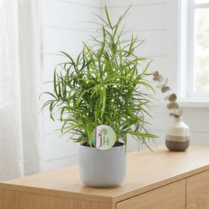 Asparagus Falcatus Fern – 12cm Pot