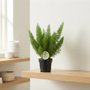 Asparagus Mixed Green Houseplant – 12cm Pot