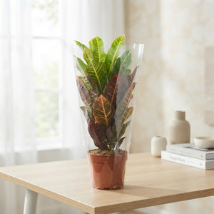 Large-Leaved Croton (Codiaeum variegatum) – 19cm Pot