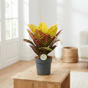 Mixed Green Houseplant Collection – 17cm Pot