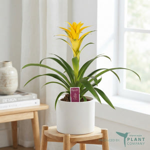Guzmania ‘Desire’ Flowering Houseplant – 12cm Pot
