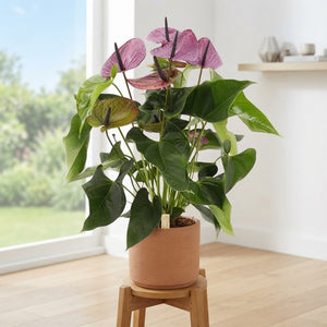 Purple Anthurium Houseplant – 17cm Pot