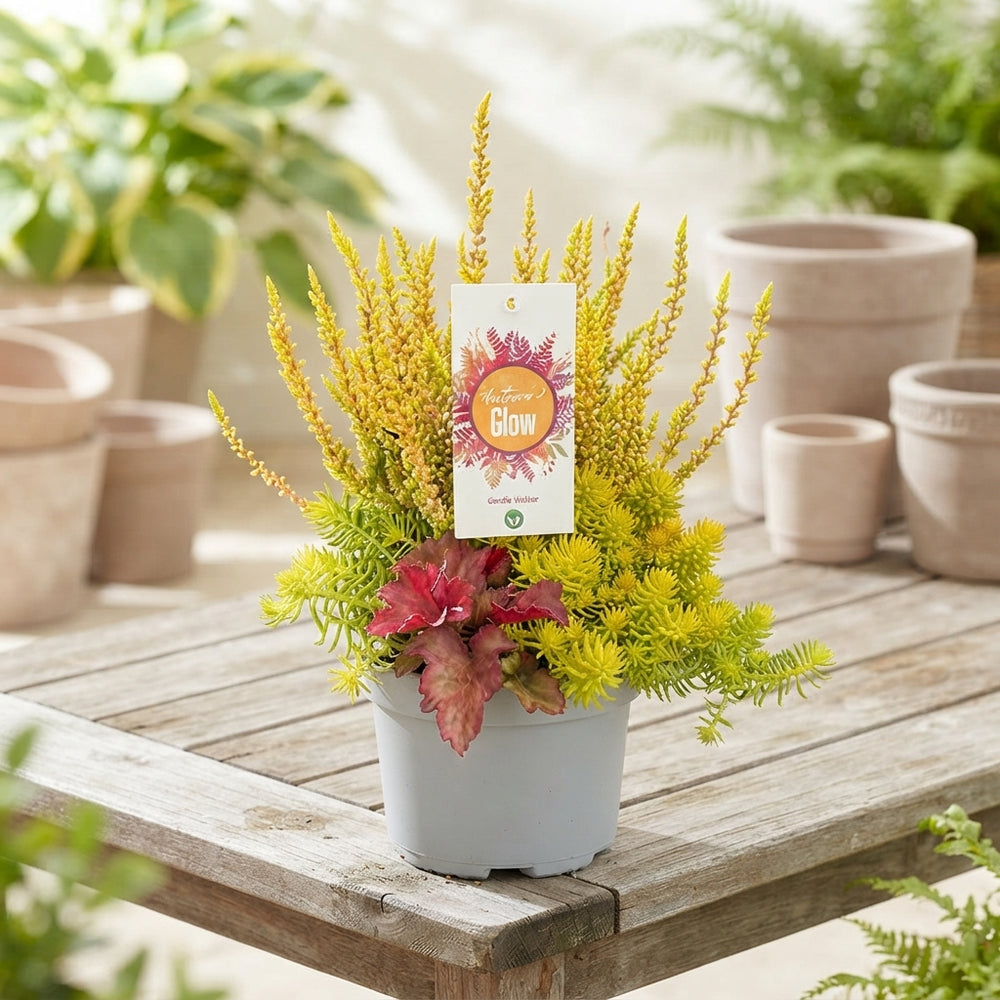 Autumn Glow Silver Purple Perennial – 13cm Pot